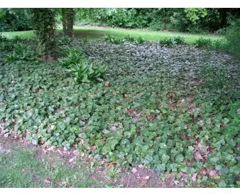Großblättriger Efeu als Bodendecker